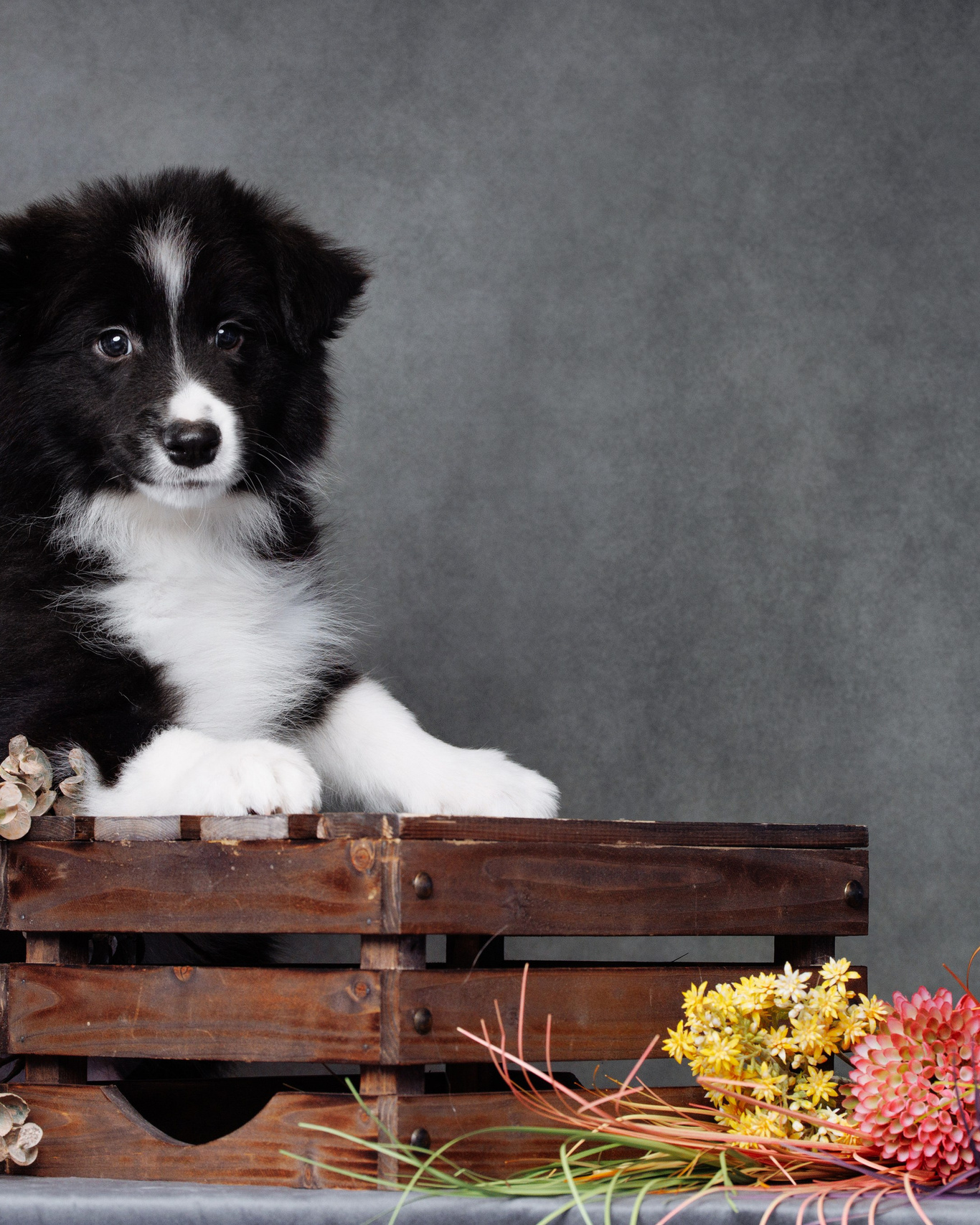 Щенки. О нас