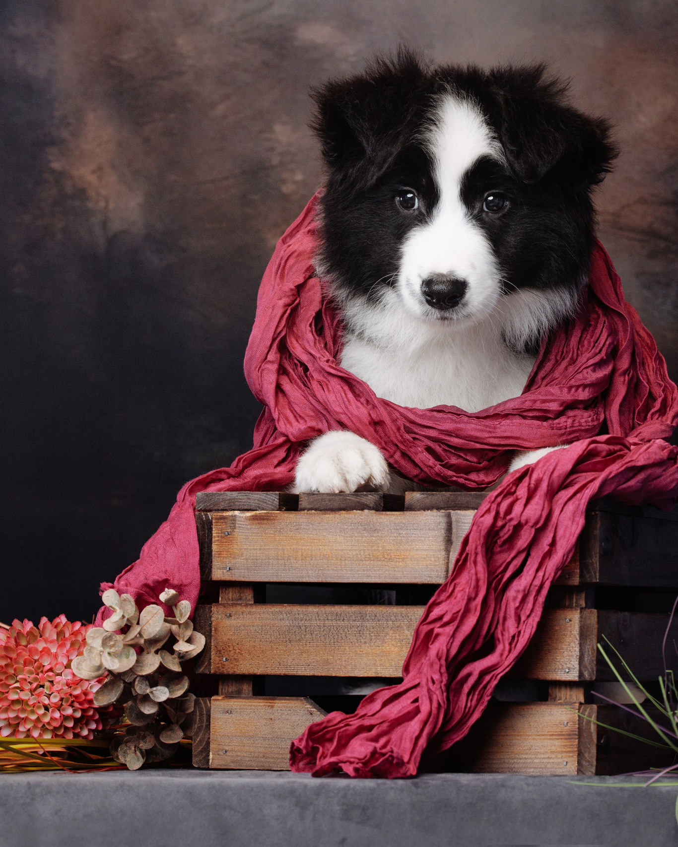 Щенки. О нас