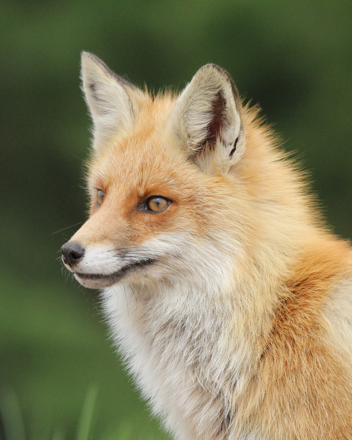 GREEN UDMURTIA. Фотографии дикой природы