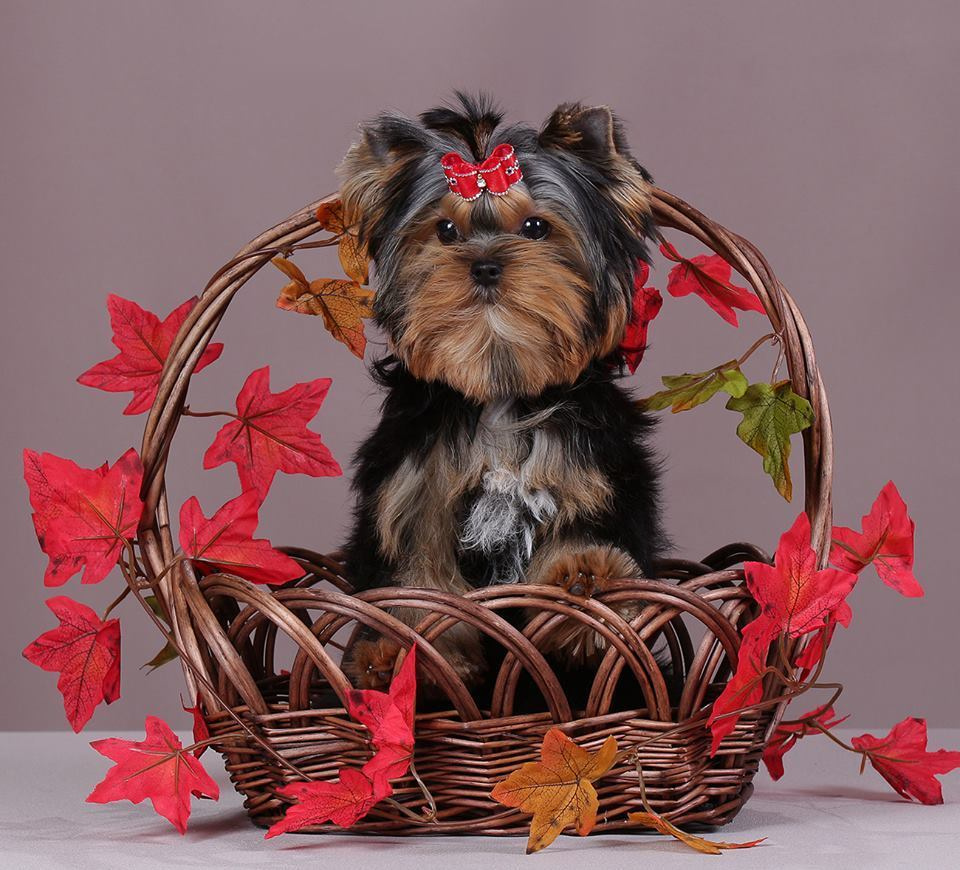 Euphoria’s Elegance. Питомник Йоркширских терьеров Дэнстайл в Санкт-Петербурге заводчик Тих