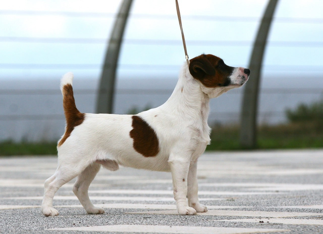 LITTER «K» 07.12.2025. Lovely Orange kennel Jack Russell Terrier FCI/RKF