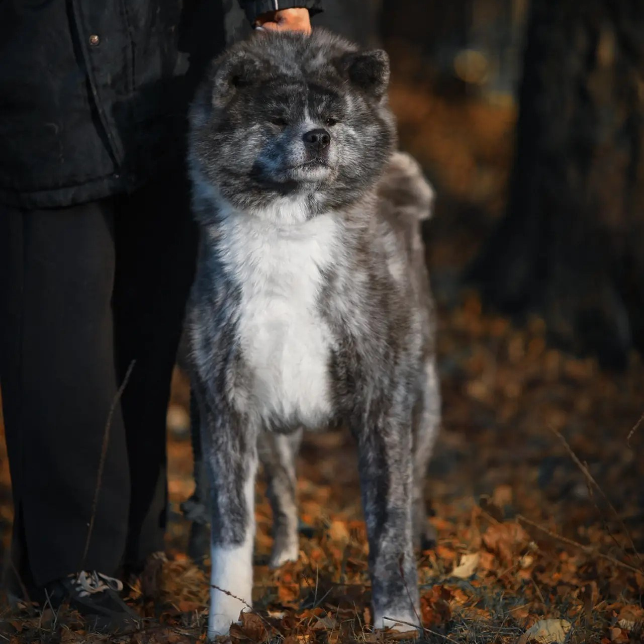 Breeding Plans. Kennel Akita inu