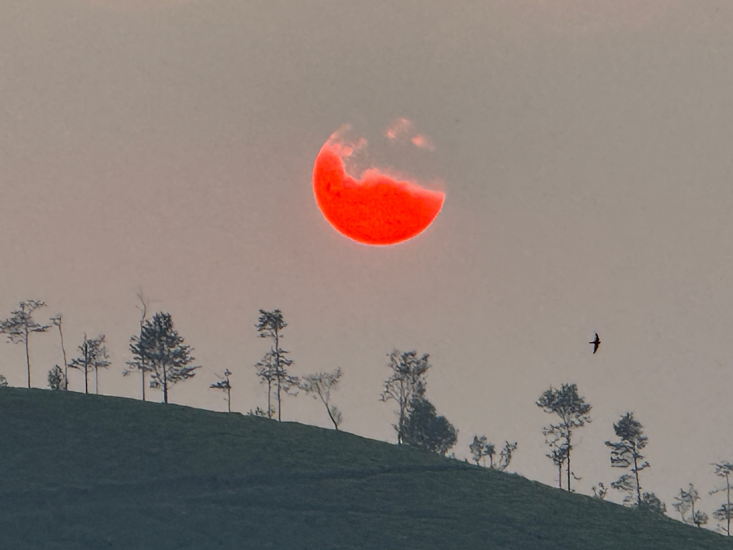 Стринжа Светлана. ARTEXPOPHOTO