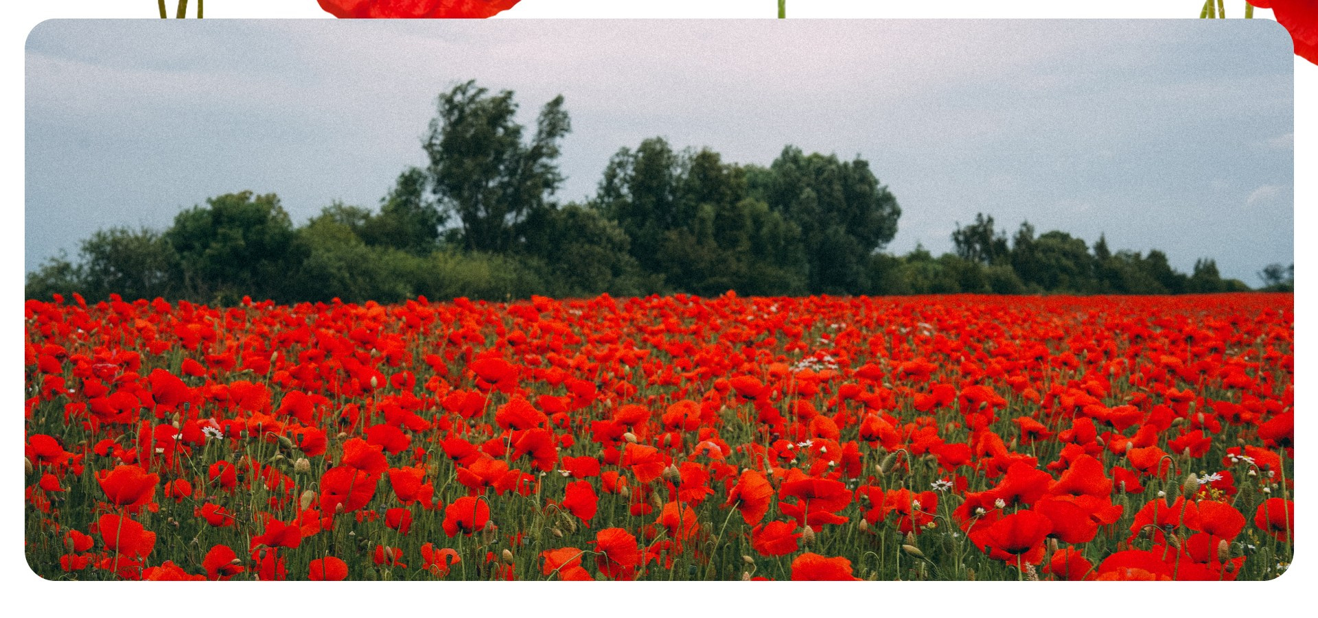 Калининград 2. Фотограф из Москвы — DASHA NOVA | Авторская фотография в разных жанрах