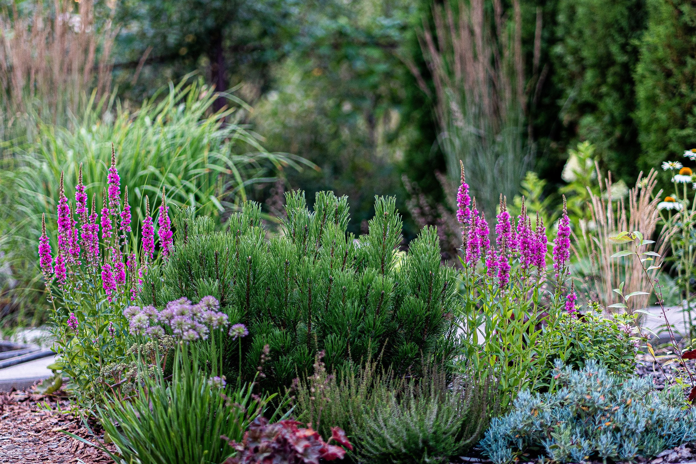 Проекты. Студия ландшафтного дизайна в Москве. Love My Garden