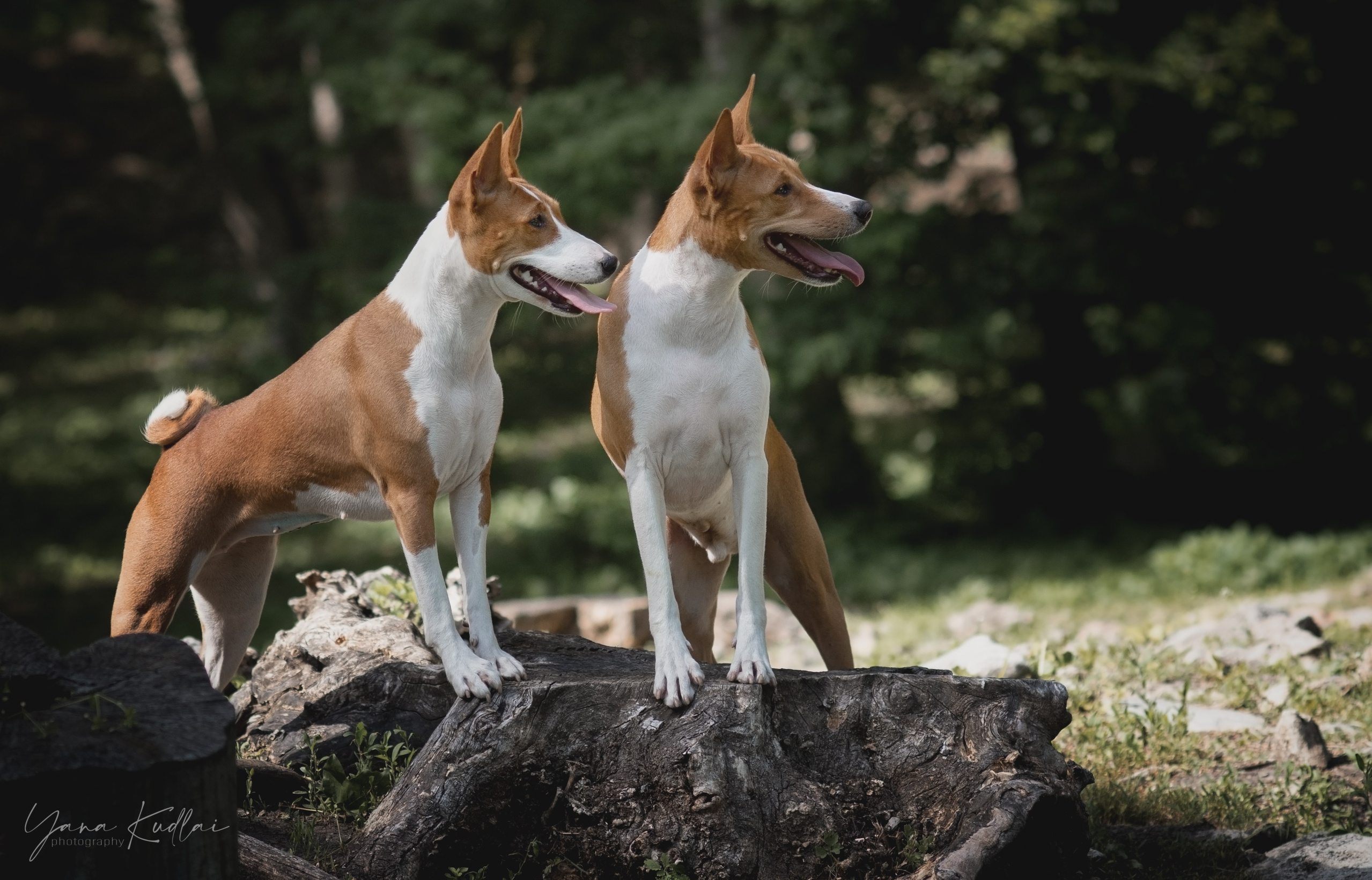 Фотограф анималист Ставрополь Яна Кудлай