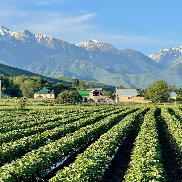 Агро Земельный массив Неберджаевская. Инвестиционный консалтинг Недвижимость