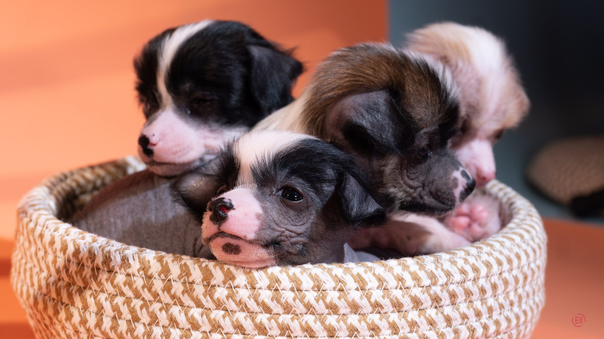 Chinese Crested Dog Kennel Poale Ell