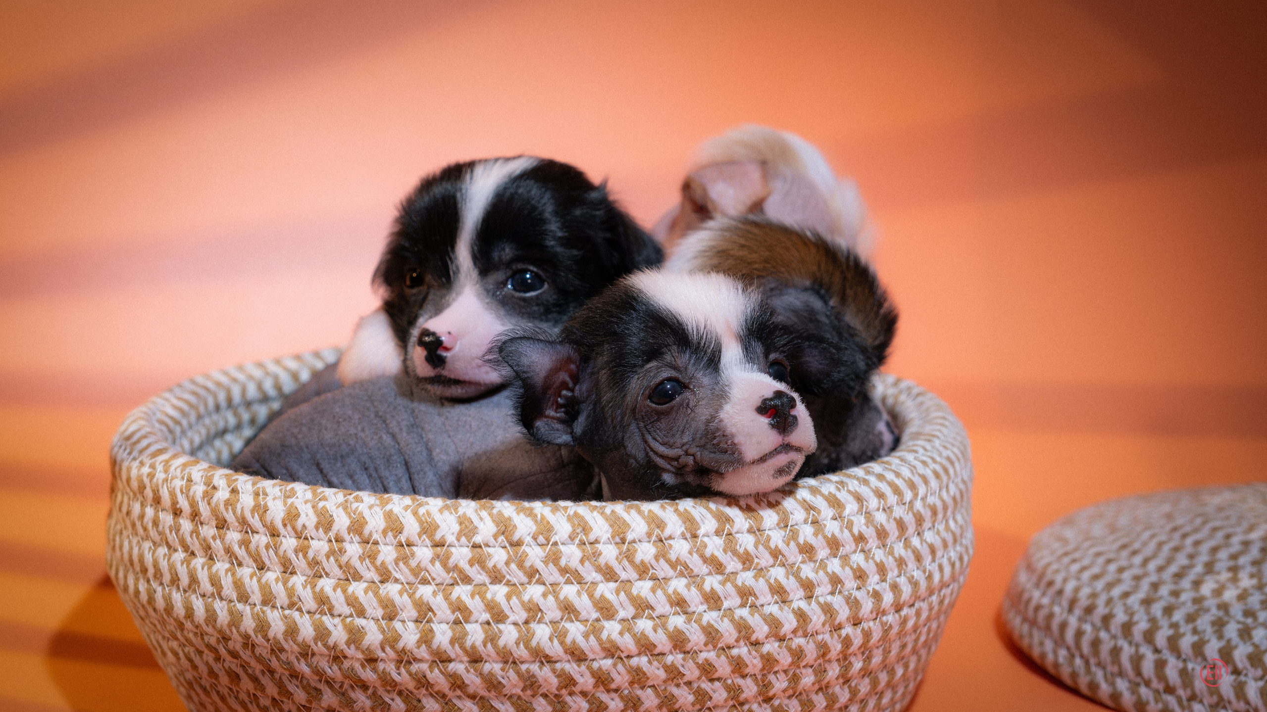 Chinese Crested Dog Kennel Poale Ell