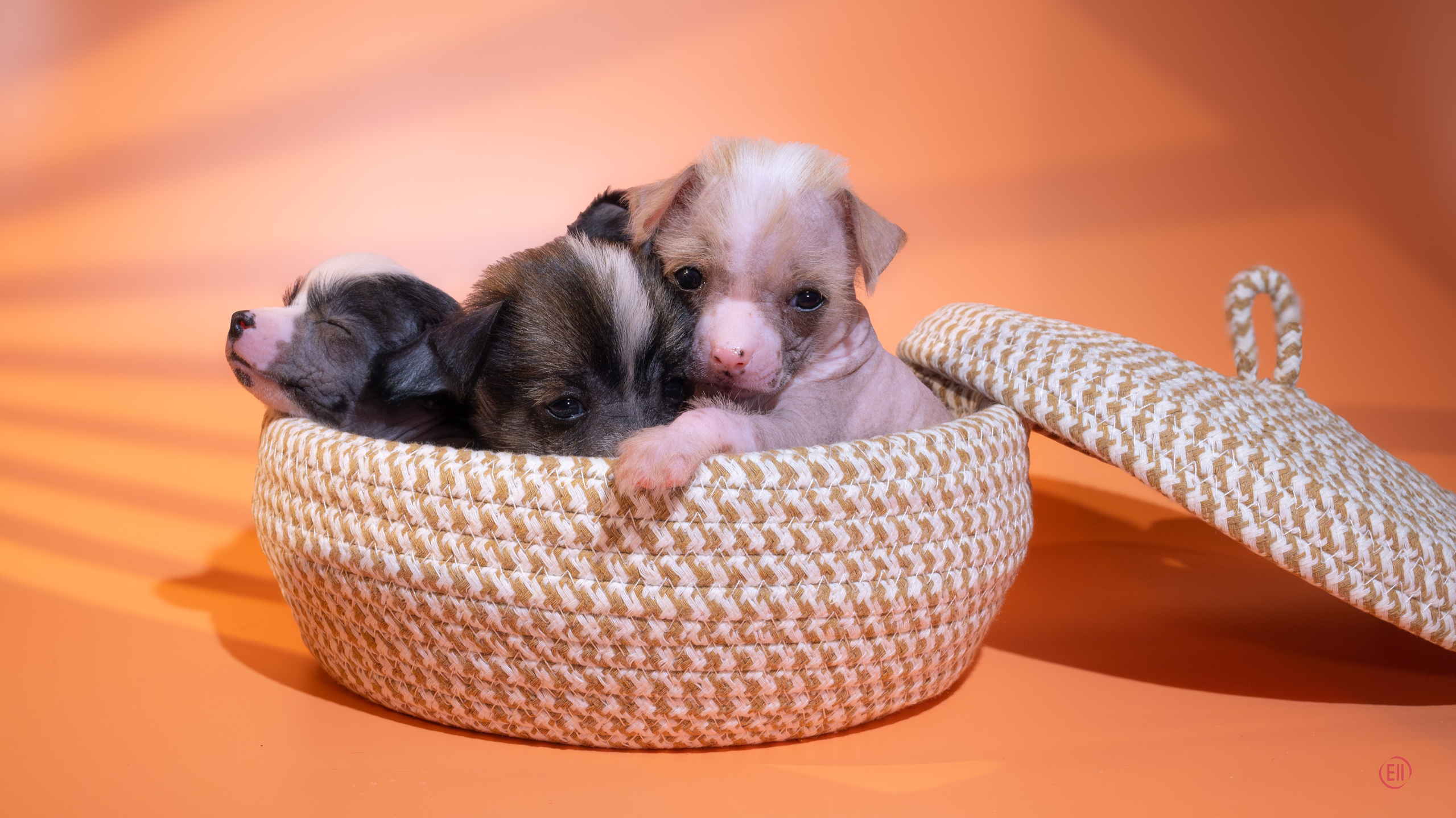 Chinese Crested Dog Kennel Poale Ell