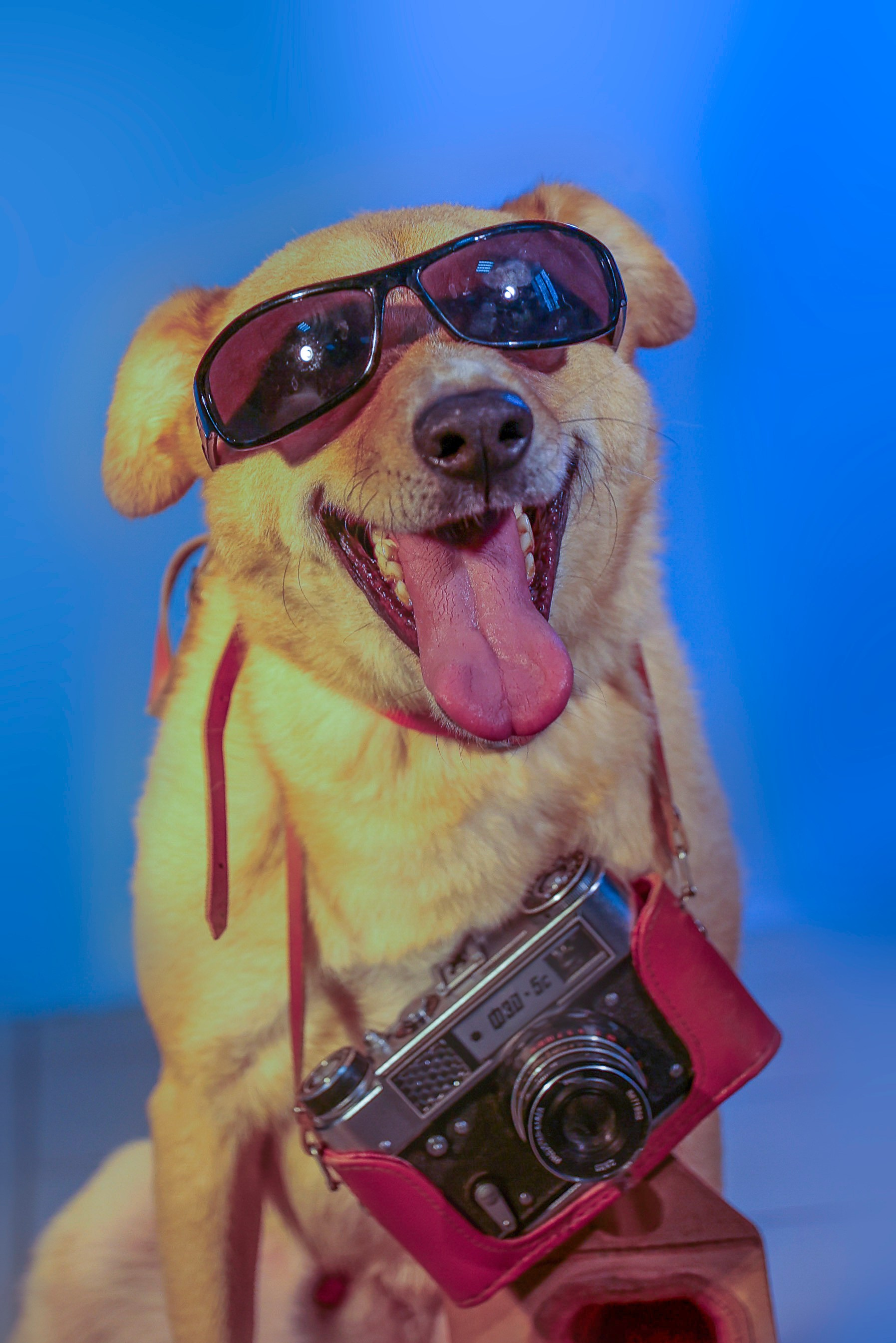 Приют четвероногий АНГЕЛ. Фотограф 📸 семейный, предметный, репортажный