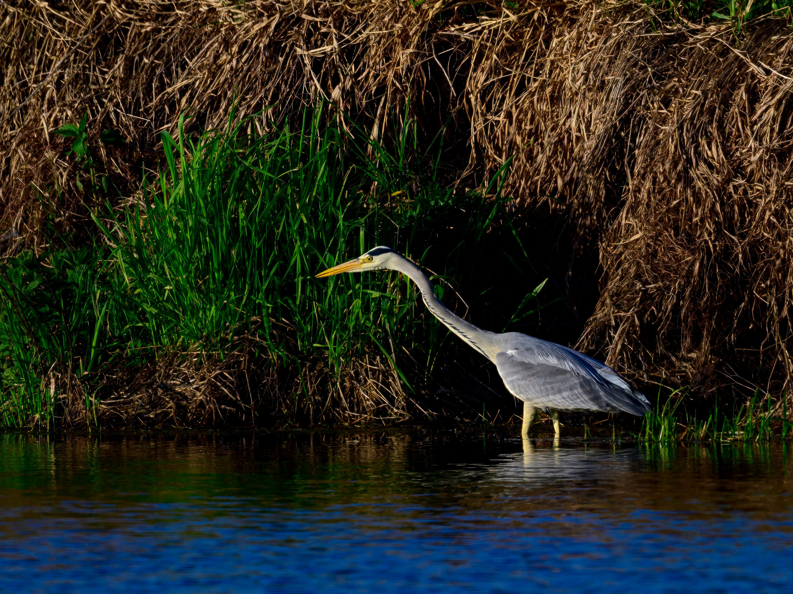 Цапли и совы. Фотограф Сергей Пупонин