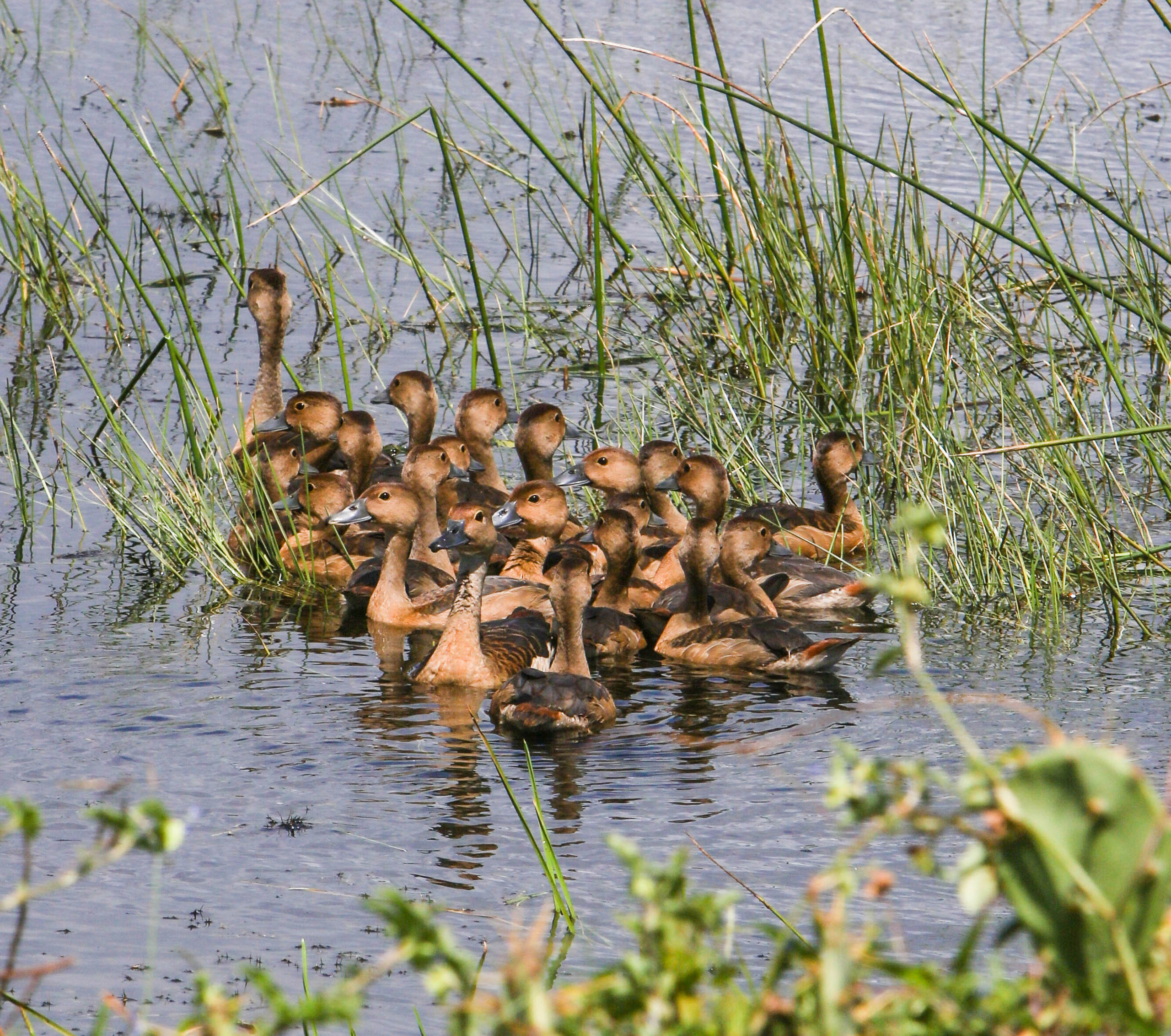 2019 — Шри Ланка. OneSnap