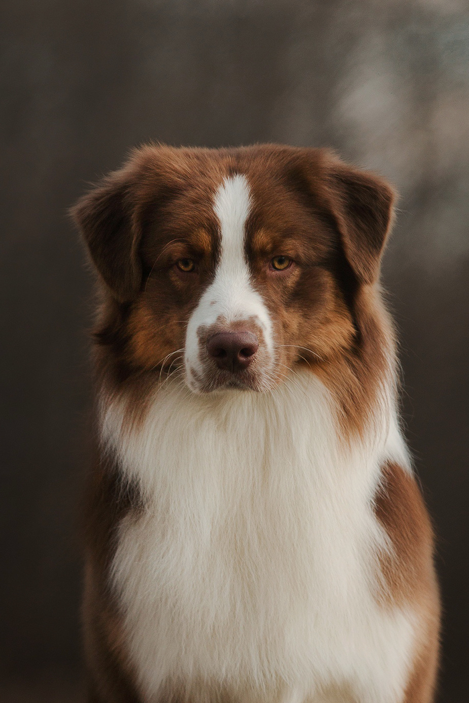 ДАРК. Питомник австралийских овчарок «APPLEDORE»