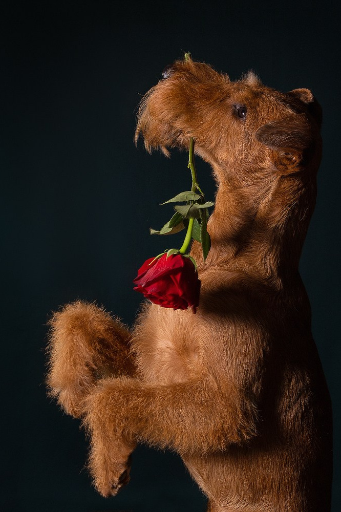 Приглашаю на студийные фото дни в феврале!. Фотограф-анималист Natalia Deingel | Фотосъемка собак в Москве