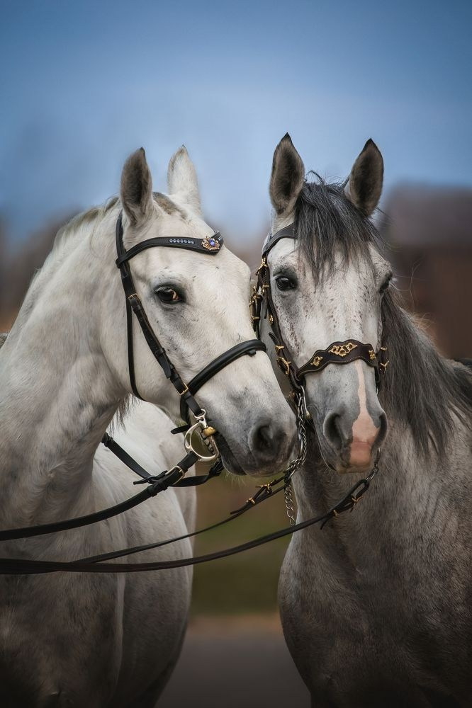 Результаты конкурсов. Irenephoto.ru