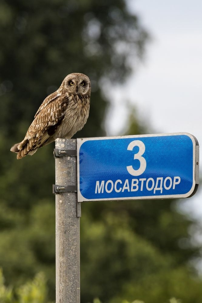 35 Awards «Дикие животные и птицы в городе». Photomantis