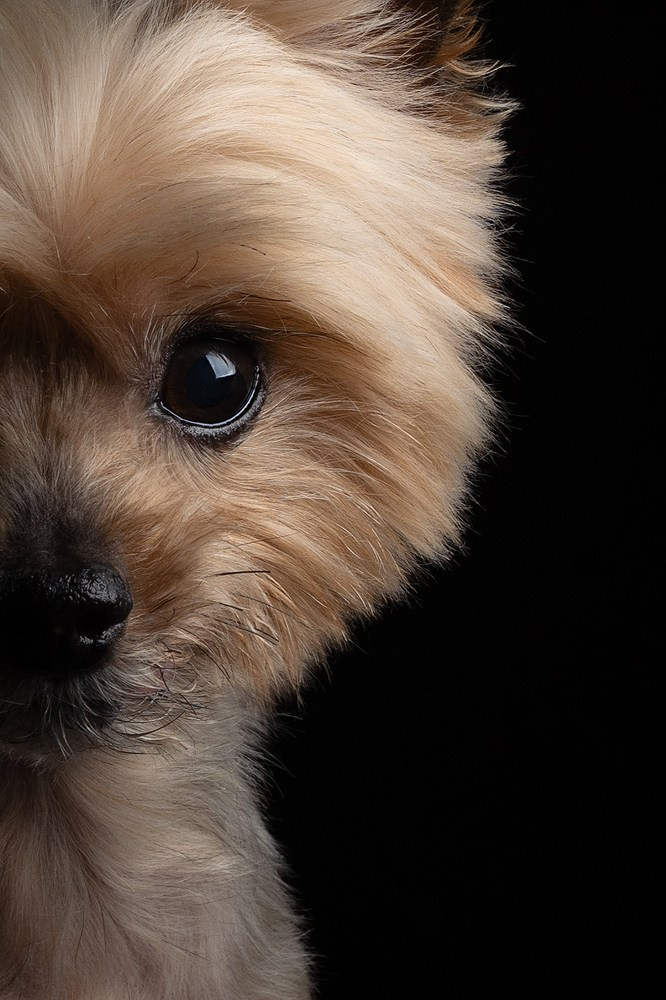 Приглашаю на студийные фото дни в феврале!. Фотограф-анималист Natalia Deingel | Фотосъемка собак в Москве