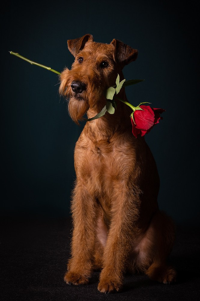 Приглашаю на студийные фото дни в феврале!. Фотограф-анималист Natalia Deingel | Фотосъемка собак в Москве