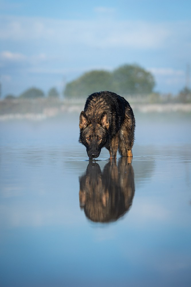 Выбираем тип съёмки. Фотограф-анималист Natalia Deingel | Фотосъемка собак в Москве