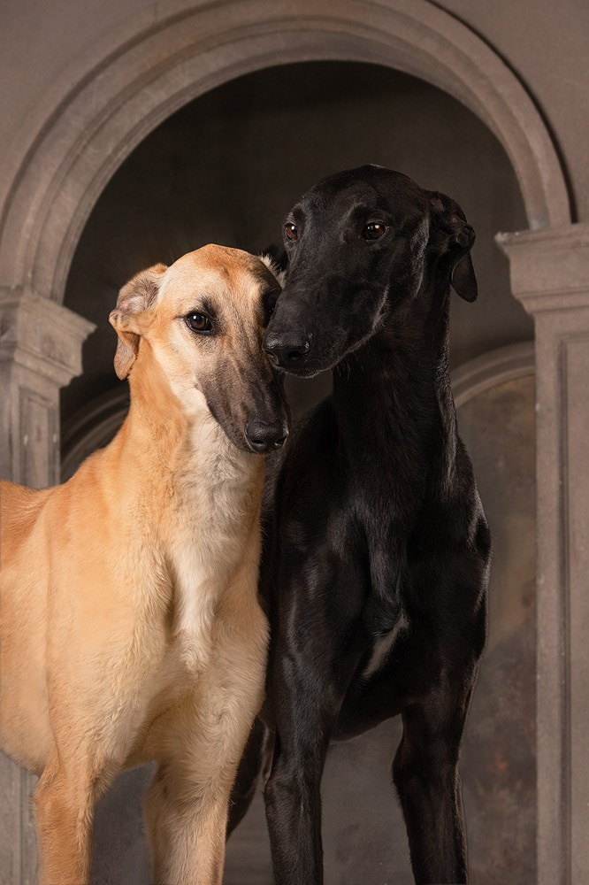 Выбираем тип съёмки (1). Фотограф-анималист Natalia Deingel | Фотосъемка собак в Москве