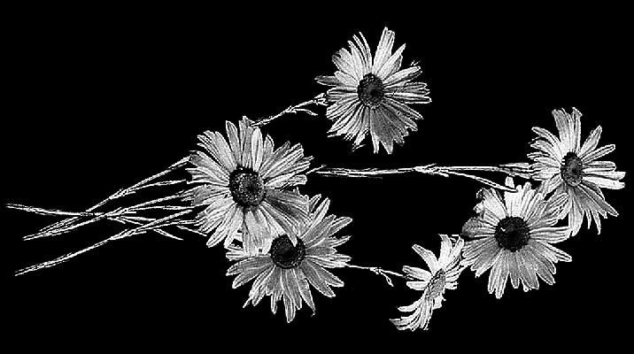 Рисунки. Granum-memorial