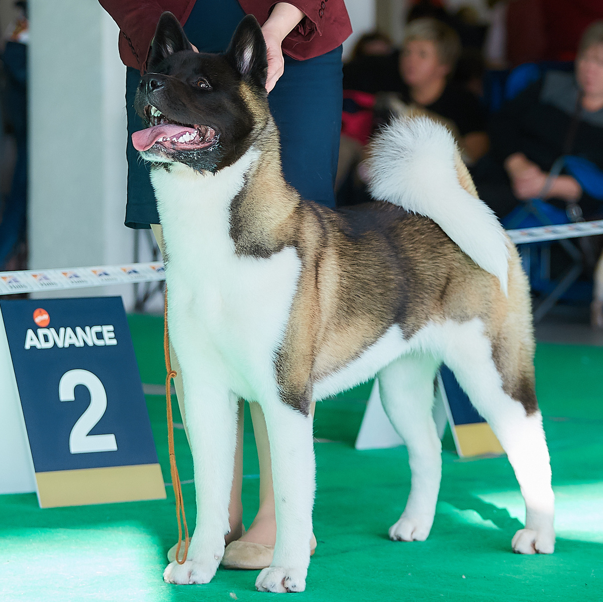 Американская акита RUBYLIGHT AYRISH. Фото: Lana Polyakova