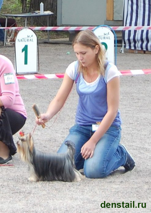 2011-2012 г Результаты выставок. Питомник Йоркширских терьеров Дэнстайл в Санкт-Петербурге заводчик Тих