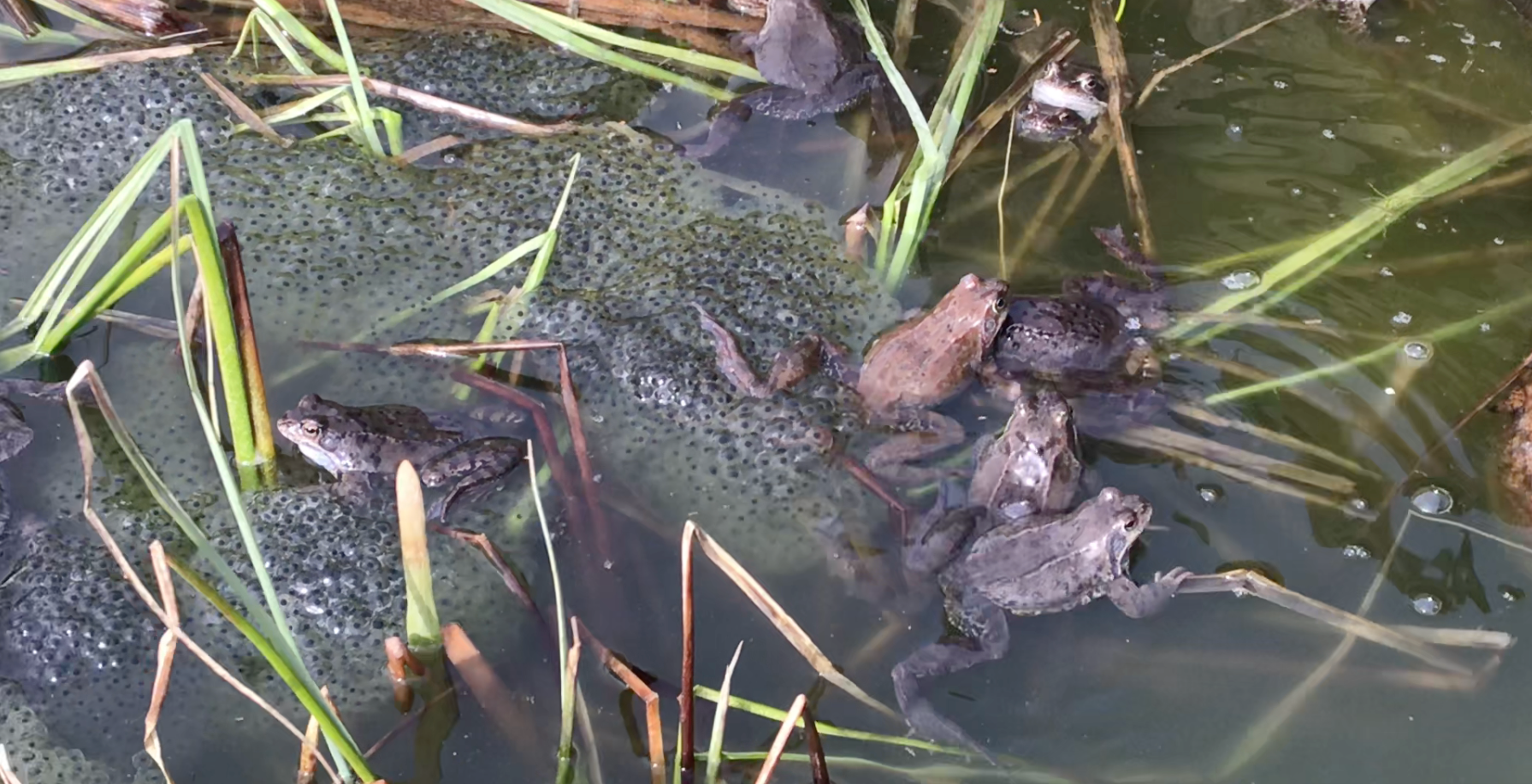 Вся природа оживает. Эко отдых в Подмосковье в эко-отеле Марии Гиппенрейтер