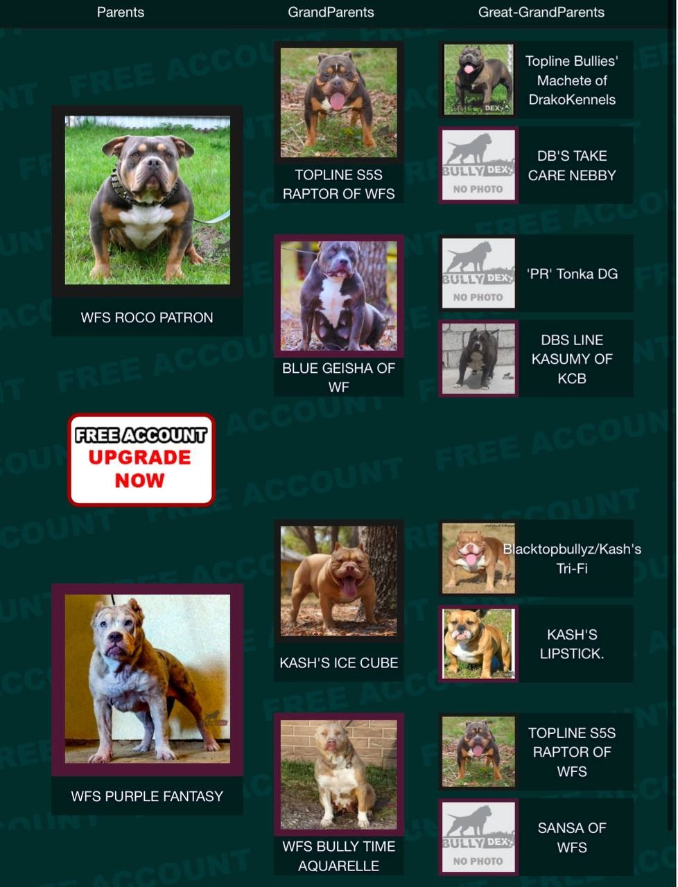 Родословная Блю. Питомник американских булли Bounty Pride Bully