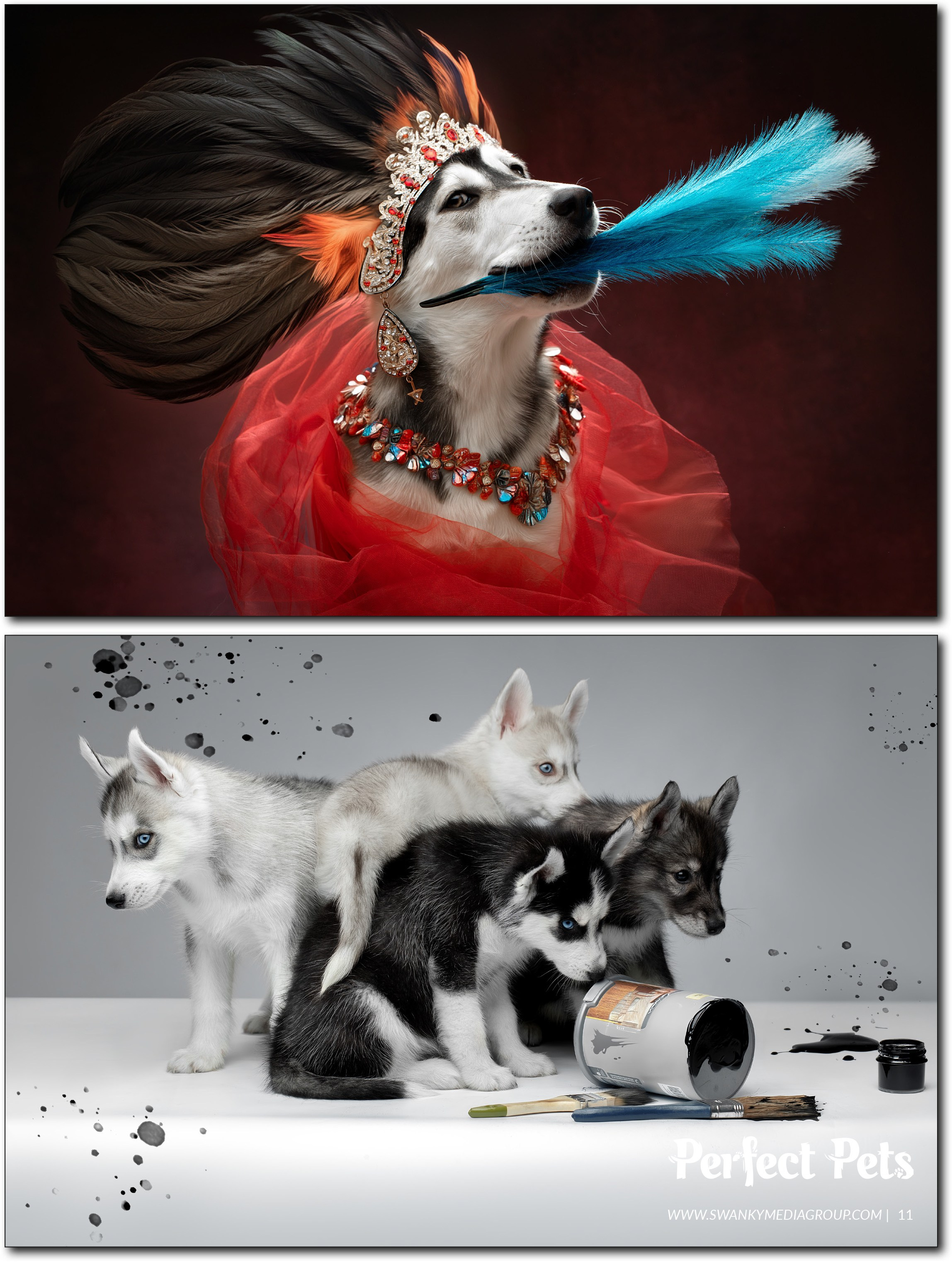 Публикации. Фотограф анималист в Санкт-Петербурге Светлана Писарева