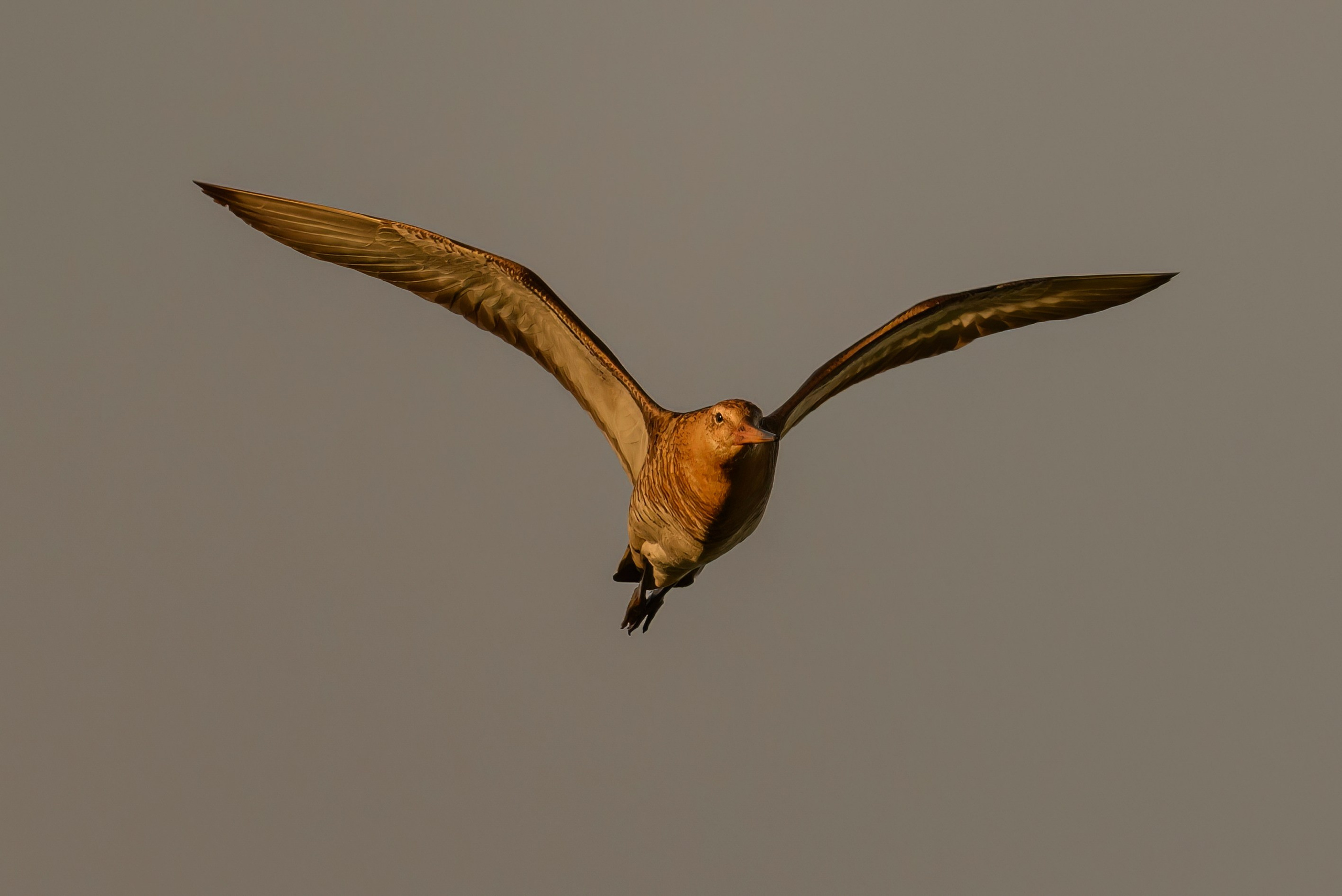 Совы и трясогузки. Фотограф Сергей Пупонин