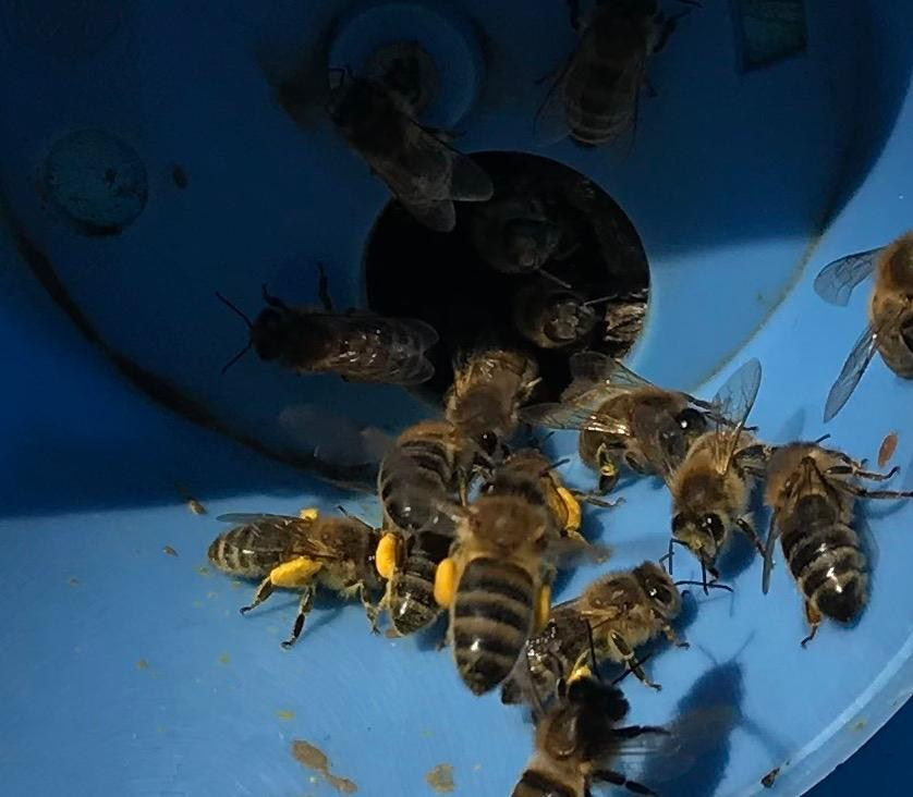 Сбор цветочной пыльцы пчелами. Эко отдых в Подмосковье в эко-отеле Марии Гиппенрейтер