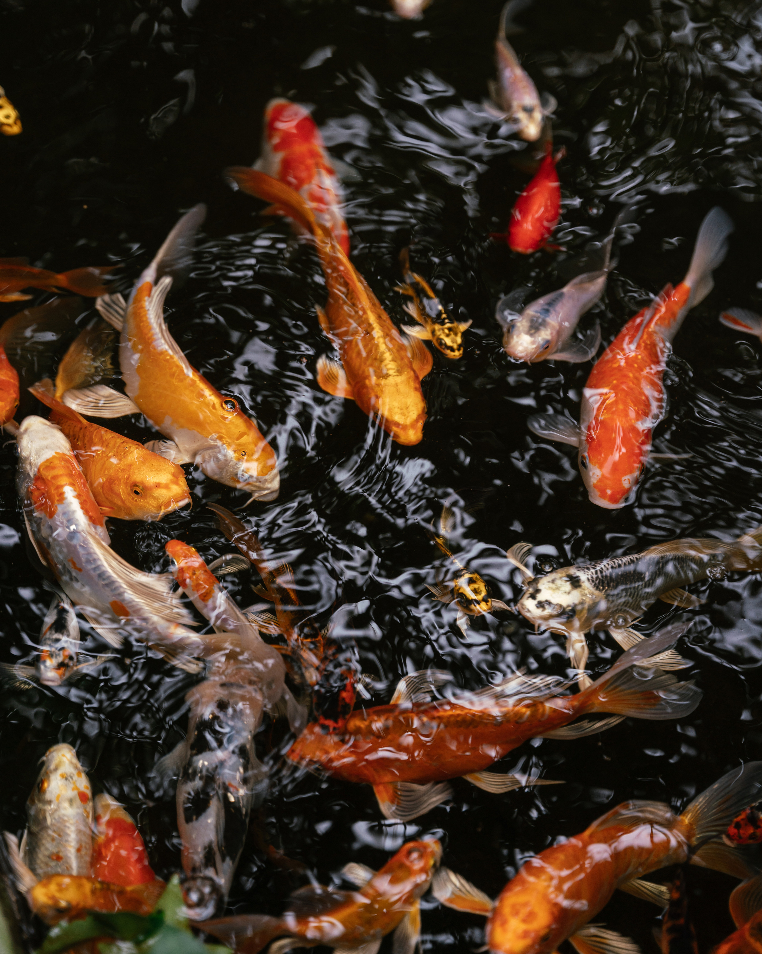 Подготовка к свадьбе. Фотограф Томск, Новосибирск Влад Свириденко