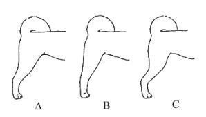 О ПОРОДЕ СИБА-ИНУ. SHIOMARU Питомник сиба и акита-ину