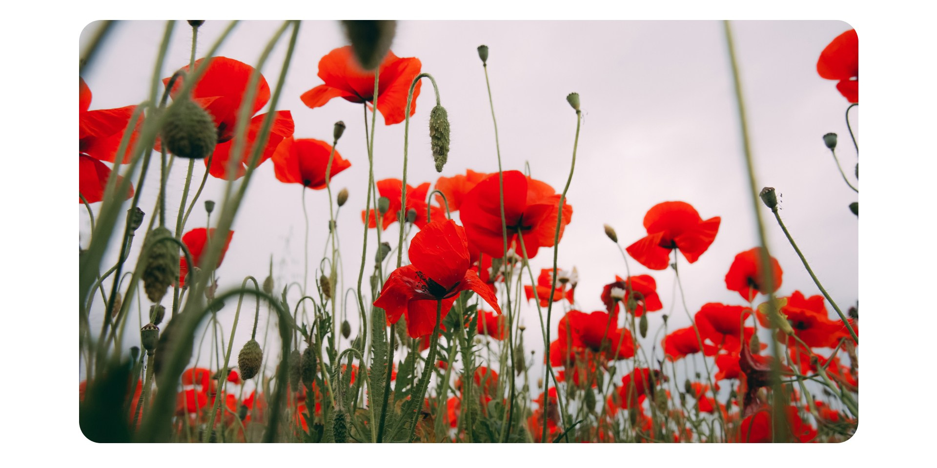 Калининград 2. Фотограф из Москвы — DASHA NOVA | Авторская фотография в разных жанрах