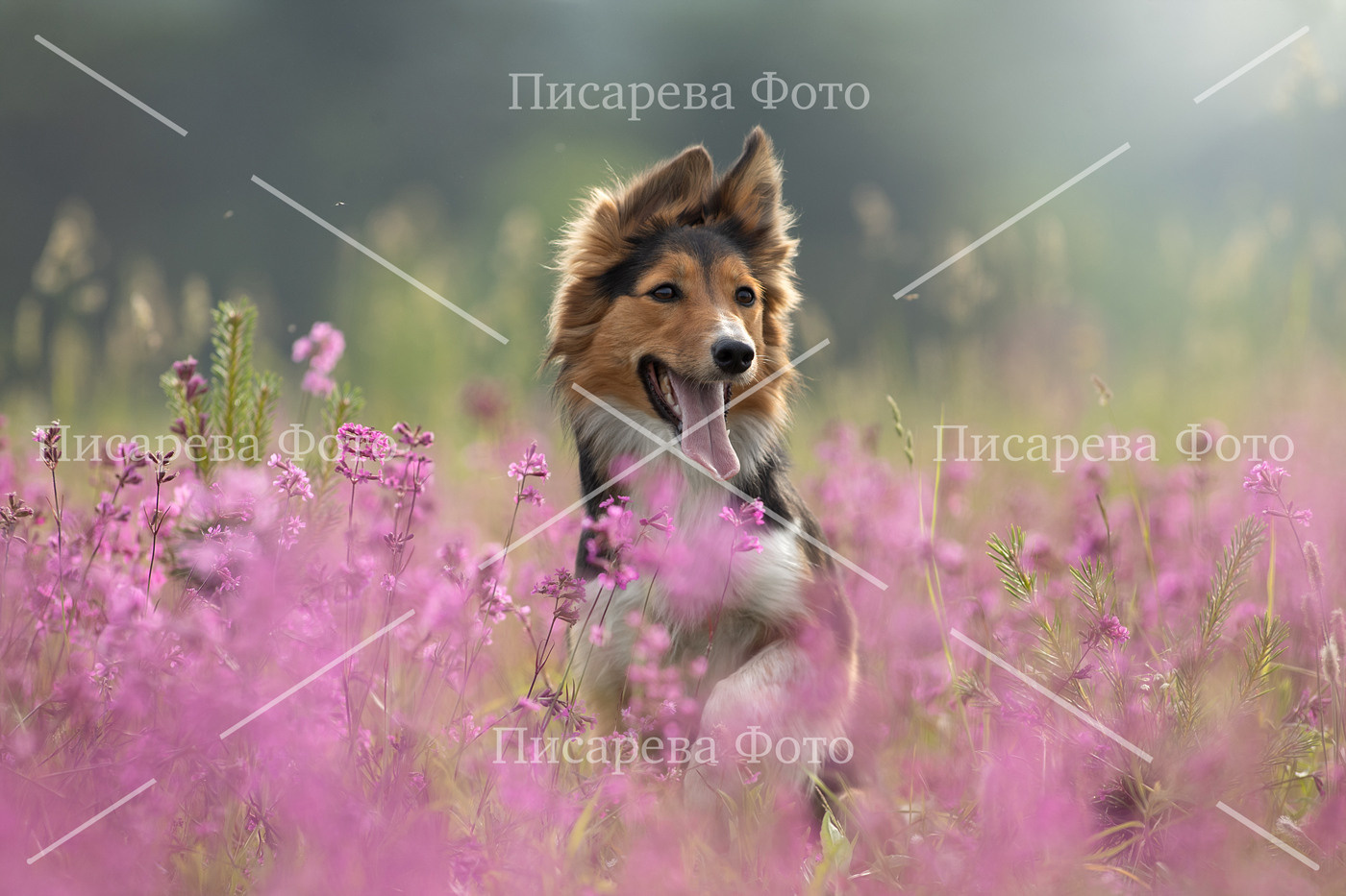 Собака породы Бордер Колли в цветах