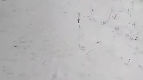 Poale Ell Vinsent. Chinese Crested Dog Kennel Poale Ell