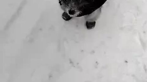 Poale Ell Vinsent. Chinese Crested Dog Kennel Poale Ell