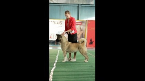 Видео. Фотограф-анималист|Иркутск