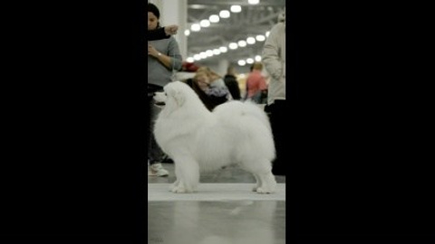 Видео. Фотограф-анималист|Иркутск