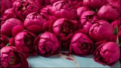 Surreal Floral. Elizabeth Marriott