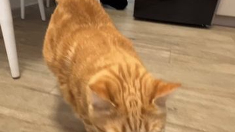 Reels Академия Мебели