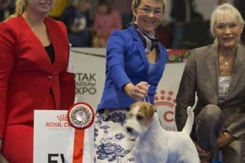 Lovely-Orange питомник джек рассел терьеров