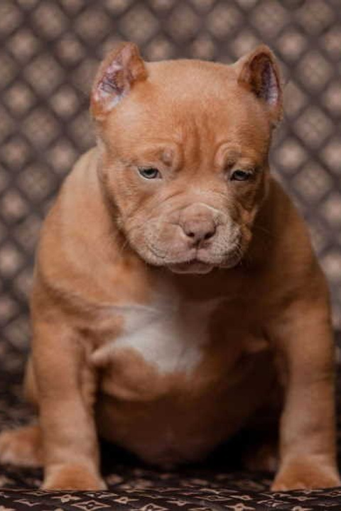 Полезная информация о собаках. ПИТОМНИК СОБАК ПОРОДЫ АМЕРИКАНСКИЙ БУЛЛИ