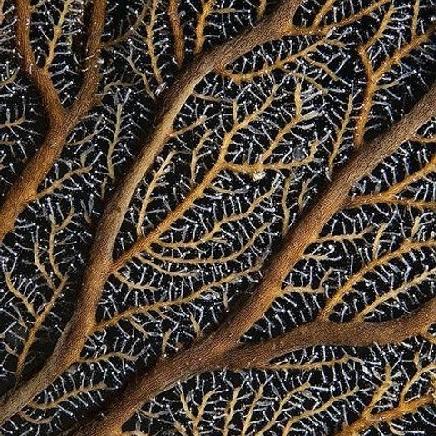 БЛОГ. Дизайн человека, Генные ключи, трасформоциональные игры