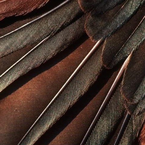 БЛОГ. Дизайн человека, Генные ключи, трасформоциональные игры