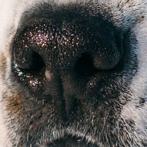 САМЫЙ ВЕРНЫЙ ДРУГ. Фотограф в Воронеже Ксения Князева