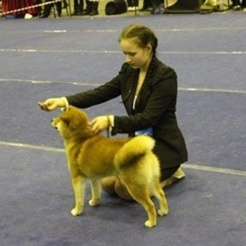 Dog show 2015. SHIOMARU Питомник сиба и акита-ину