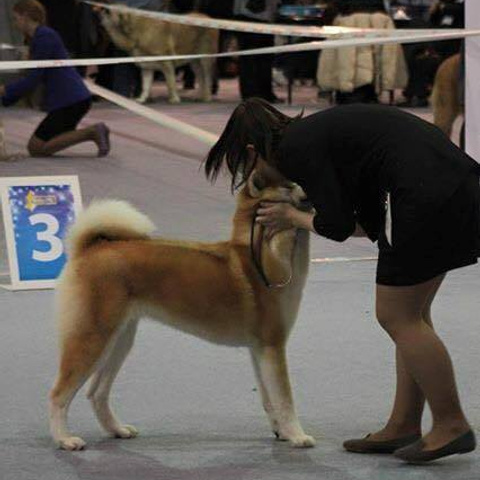 Dog show 2015. SHIOMARU Питомник сиба и акита-ину
